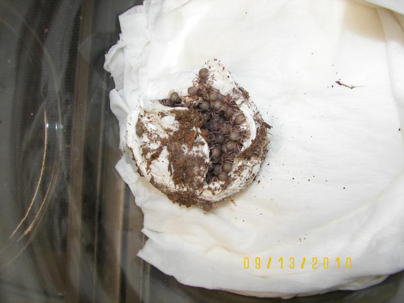 1st GBB eggsac 