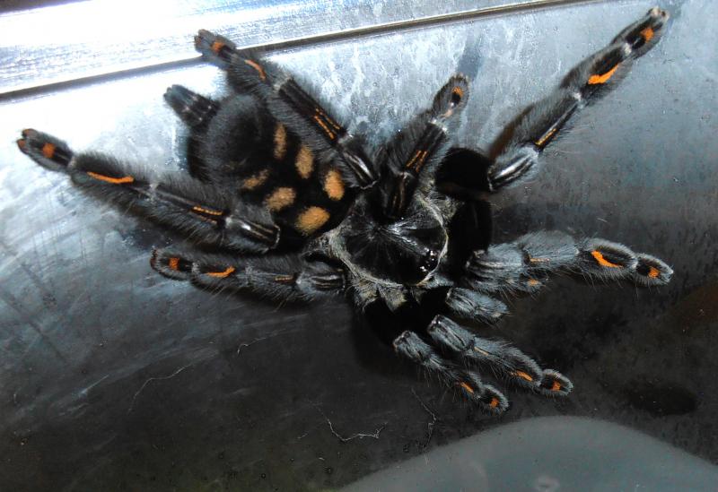 P.irminia