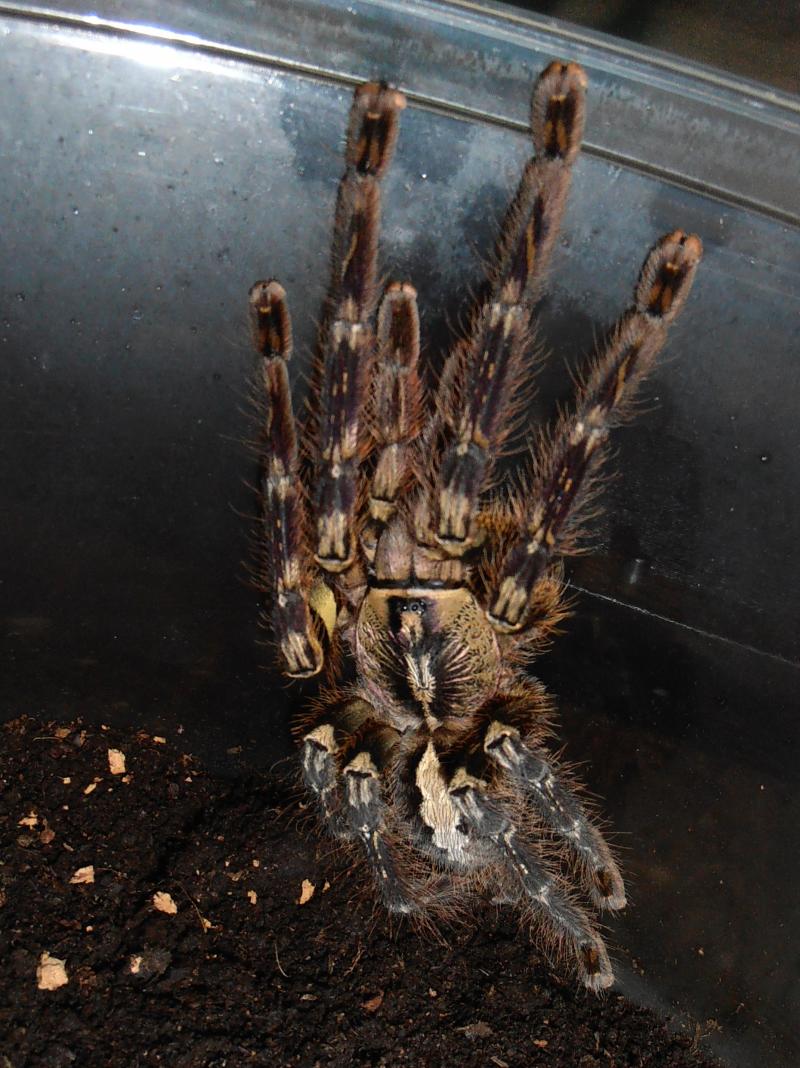 P. ornata