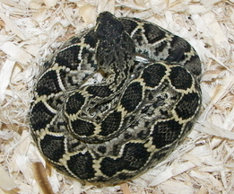 Baby Eastern