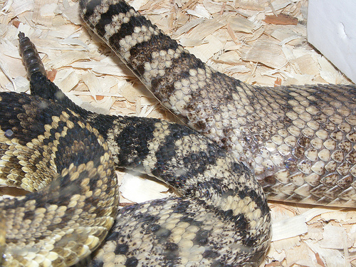 easterns breeding