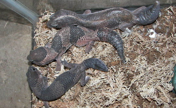 fat tails