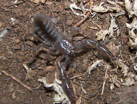forest scorpling