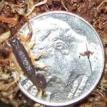 Gracilis